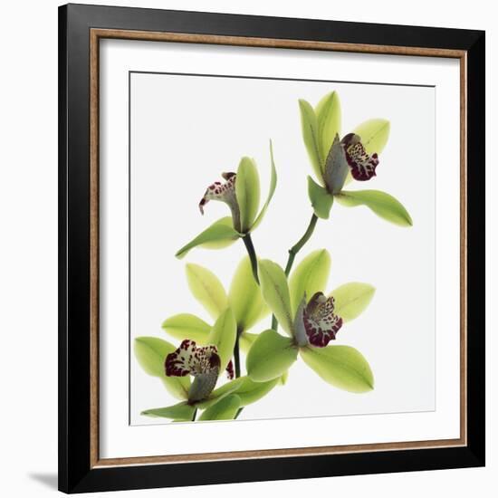 Green Orchid-Micha Pawlitzki-Framed Photographic Print