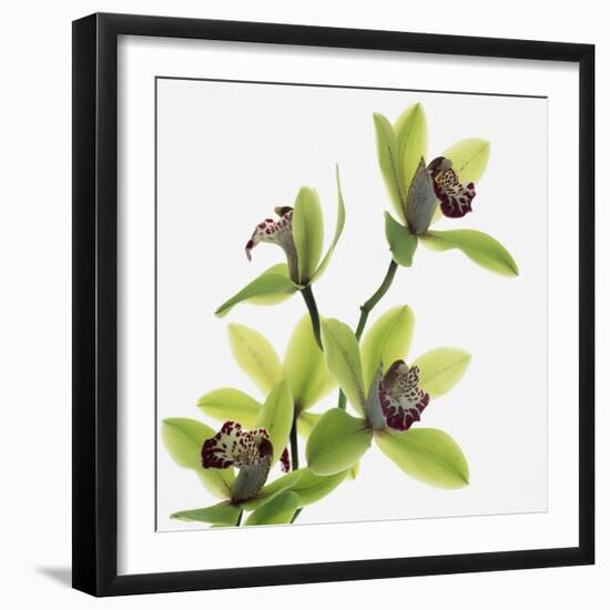 Green Orchid-Micha Pawlitzki-Framed Photographic Print