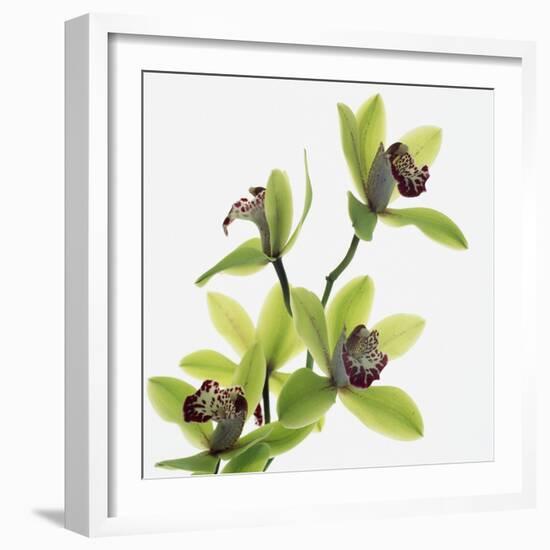 Green Orchid-Micha Pawlitzki-Framed Photographic Print