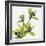 Green Orchid-Micha Pawlitzki-Framed Photographic Print