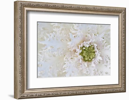 Green Ornamental II-Dana Styber-Framed Photographic Print