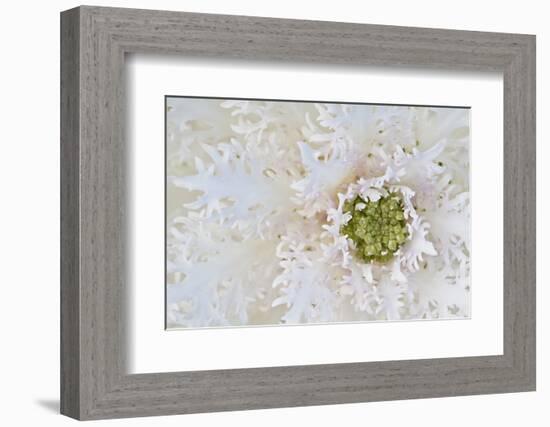 Green Ornamental II-Dana Styber-Framed Photographic Print