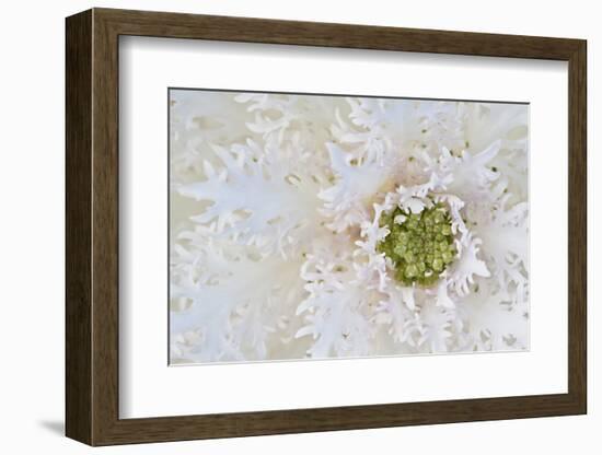 Green Ornamental II-Dana Styber-Framed Photographic Print