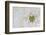 Green Ornamental II-Dana Styber-Framed Photographic Print