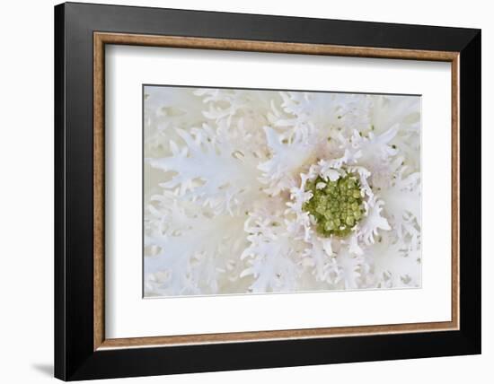 Green Ornamental II-Dana Styber-Framed Photographic Print