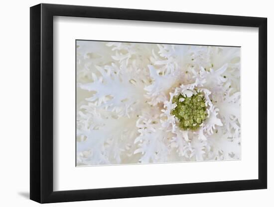 Green Ornamental II-Dana Styber-Framed Photographic Print