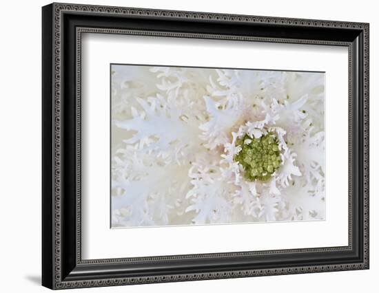 Green Ornamental II-Dana Styber-Framed Photographic Print