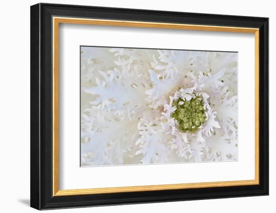 Green Ornamental II-Dana Styber-Framed Photographic Print