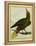 Green Oropendola-Georges-Louis Buffon-Framed Premier Image Canvas