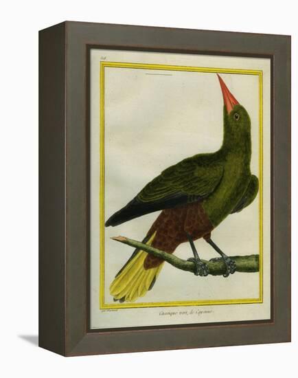 Green Oropendola-Georges-Louis Buffon-Framed Premier Image Canvas