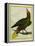 Green Oropendola-Georges-Louis Buffon-Framed Premier Image Canvas