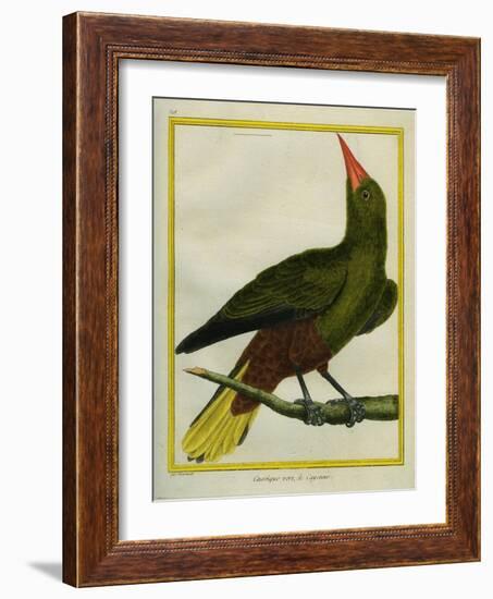 Green Oropendola-Georges-Louis Buffon-Framed Giclee Print