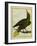 Green Oropendola-Georges-Louis Buffon-Framed Giclee Print