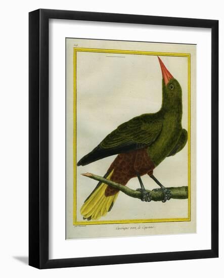 Green Oropendola-Georges-Louis Buffon-Framed Giclee Print