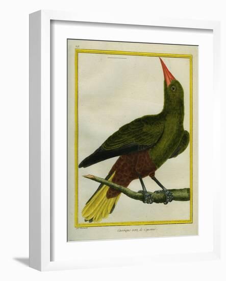 Green Oropendola-Georges-Louis Buffon-Framed Giclee Print