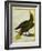 Green Oropendola-Georges-Louis Buffon-Framed Giclee Print