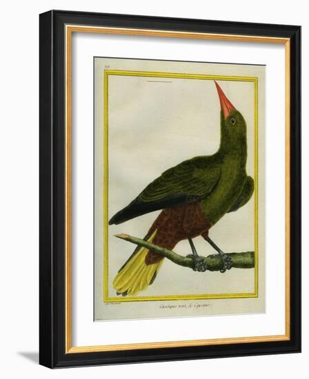 Green Oropendola-Georges-Louis Buffon-Framed Giclee Print