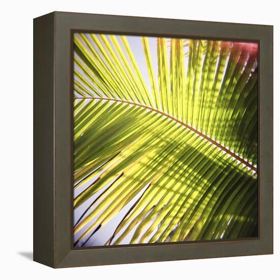 Green Palm Leaves, Jambiani, Zanzibar, Tanzania, East Africa-Lee Frost-Framed Premier Image Canvas