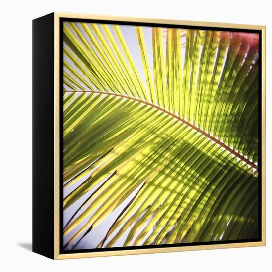 Green Palm Leaves, Jambiani, Zanzibar, Tanzania, East Africa-Lee Frost-Framed Premier Image Canvas