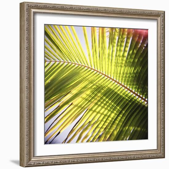 Green Palm Leaves, Jambiani, Zanzibar, Tanzania, East Africa-Lee Frost-Framed Photographic Print