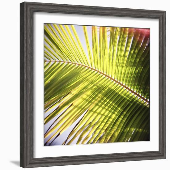 Green Palm Leaves, Jambiani, Zanzibar, Tanzania, East Africa-Lee Frost-Framed Photographic Print