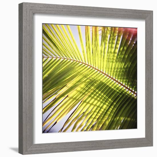 Green Palm Leaves, Jambiani, Zanzibar, Tanzania, East Africa-Lee Frost-Framed Photographic Print