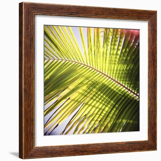 Green Palm Leaves, Jambiani, Zanzibar, Tanzania, East Africa-Lee Frost-Framed Photographic Print