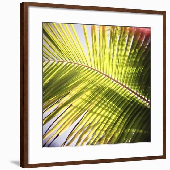 Green Palm Leaves, Jambiani, Zanzibar, Tanzania, East Africa-Lee Frost-Framed Photographic Print