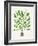 Green Palm Tree-Cat Coquillette-Framed Giclee Print