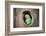 Green Parrot.-jeep2499-Framed Photographic Print