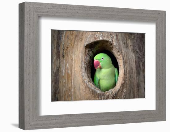 Green Parrot.-jeep2499-Framed Photographic Print