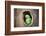 Green Parrot.-jeep2499-Framed Photographic Print