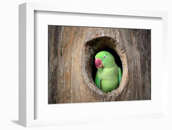 Green Parrot.-jeep2499-Framed Photographic Print