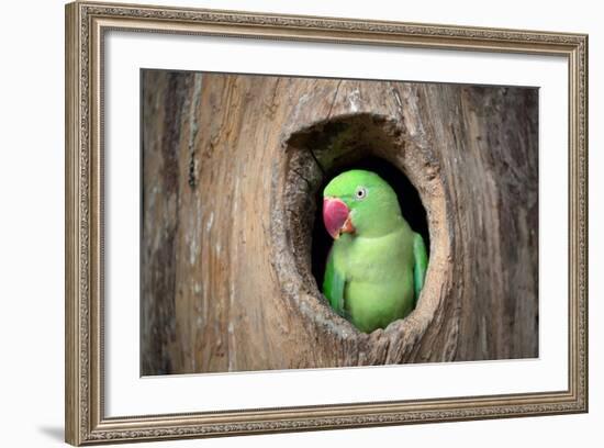 Green Parrot.-jeep2499-Framed Photographic Print