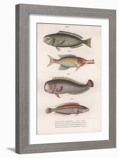 Green Parrotfish. Indian Longmouth, Rasirnesser, Wrasse, C.1850S-null-Framed Giclee Print