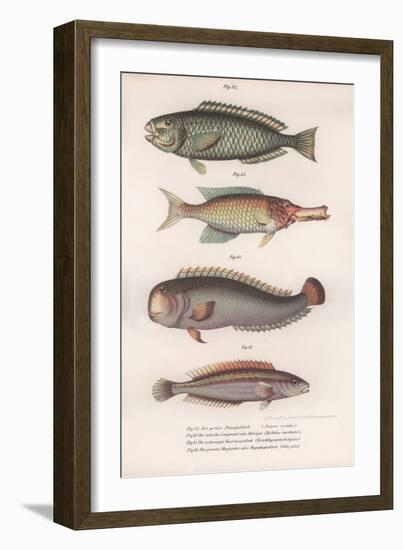 Green Parrotfish. Indian Longmouth, Rasirnesser, Wrasse, C.1850S-null-Framed Giclee Print