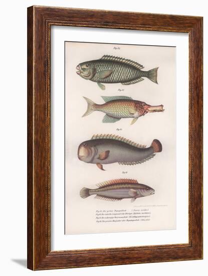 Green Parrotfish. Indian Longmouth, Rasirnesser, Wrasse, C.1850S-null-Framed Giclee Print