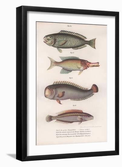 Green Parrotfish. Indian Longmouth, Rasirnesser, Wrasse, C.1850S-null-Framed Giclee Print