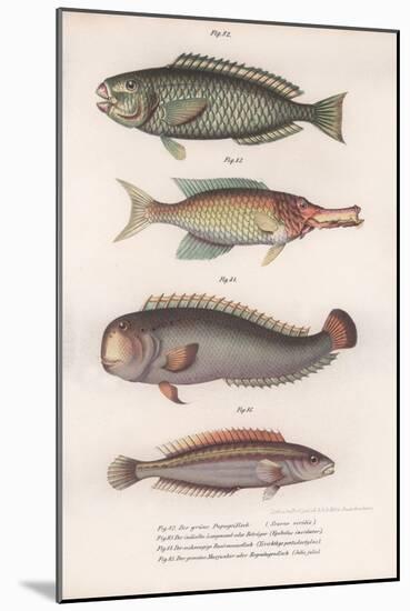 Green Parrotfish. Indian Longmouth, Rasirnesser, Wrasse, C.1850S-null-Mounted Giclee Print