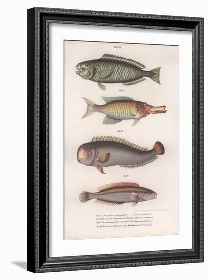 Green Parrotfish. Indian Longmouth, Rasirnesser, Wrasse, C.1850S-null-Framed Giclee Print