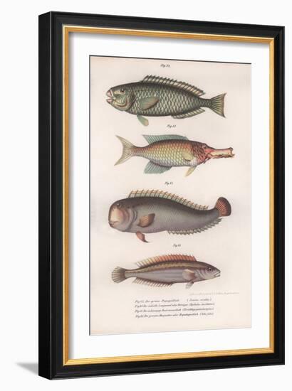 Green Parrotfish. Indian Longmouth, Rasirnesser, Wrasse, C.1850S-null-Framed Giclee Print