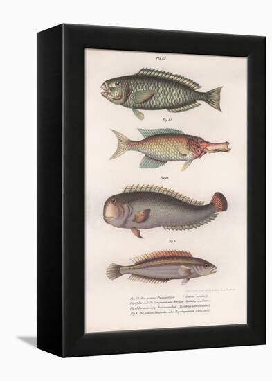 Green Parrotfish. Indian Longmouth, Rasirnesser, Wrasse, C.1850S-null-Framed Premier Image Canvas