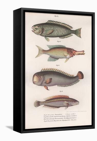 Green Parrotfish. Indian Longmouth, Rasirnesser, Wrasse, C.1850S-null-Framed Premier Image Canvas