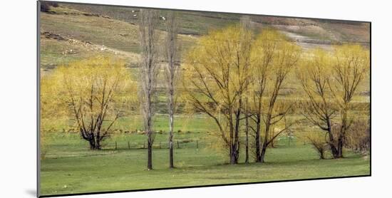 Green pastures with trees, Morocco-Art Wolfe-Mounted Photographic Print