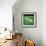 Green Patch-Sydney Edmunds-Framed Giclee Print displayed on a wall