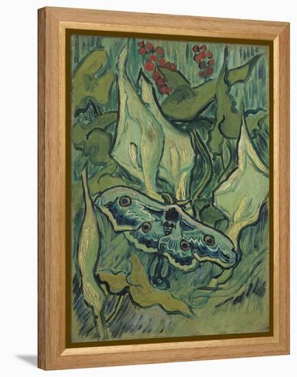 Green Peacock Moth (The Emperor Moth), 1889 (Oil on Canvas)-Vincent van Gogh-Framed Premier Image Canvas