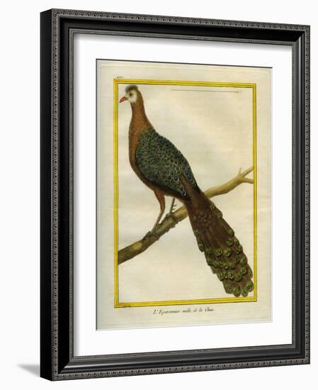 Green Peacock-Georges-Louis Buffon-Framed Giclee Print