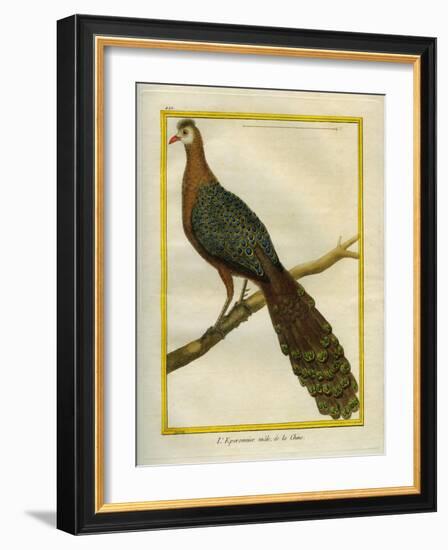 Green Peacock-Georges-Louis Buffon-Framed Giclee Print