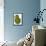 Green Pear on White Background-Blenda Tyvoll-Framed Stretched Canvas displayed on a wall