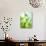 Green Pears-Maja Smend-Photographic Print displayed on a wall